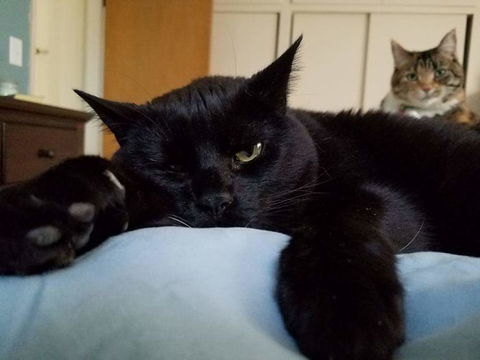 People Are Sharing Pics Of Their Cats Acting Weird (Add Yours)