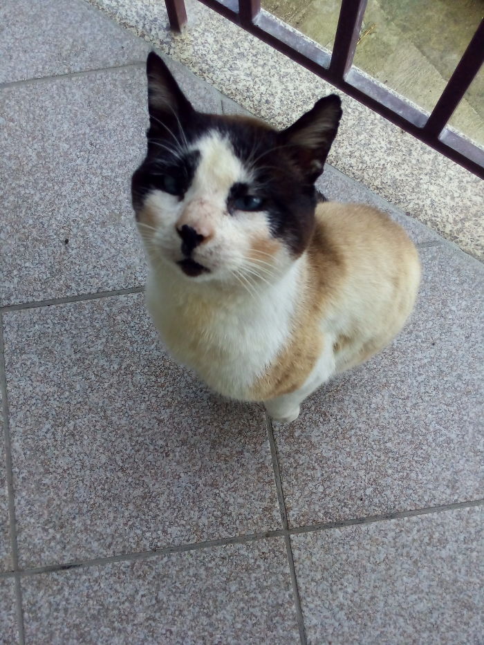 People Are Sharing Pics Of Their Cats Acting Weird (Add Yours)