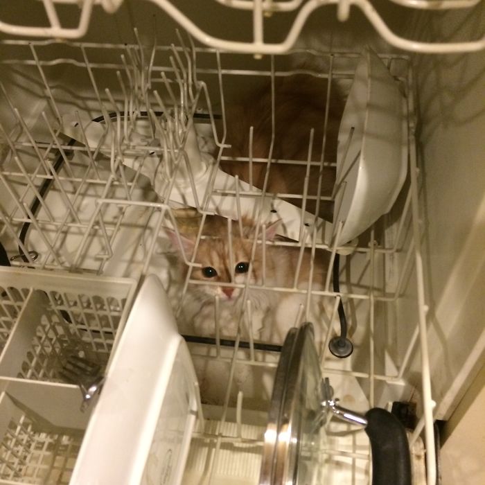 People Are Sharing Pics Of Their Cats Acting Weird (Add Yours)