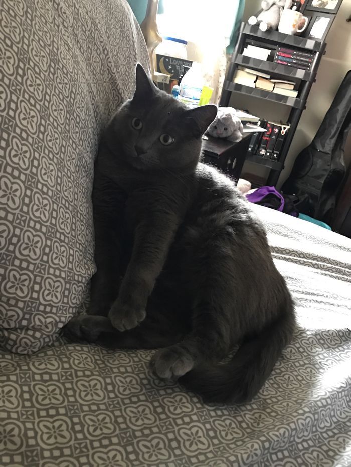 People Are Sharing Pics Of Their Cats Acting Weird (Add Yours)