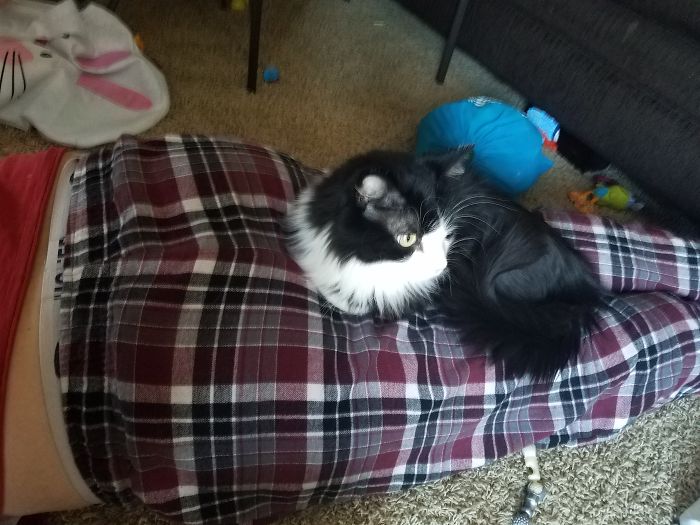 People Are Sharing Pics Of Their Cats Acting Weird (Add Yours)