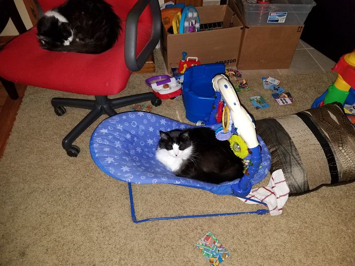 People Are Sharing Pics Of Their Cats Acting Weird (Add Yours)