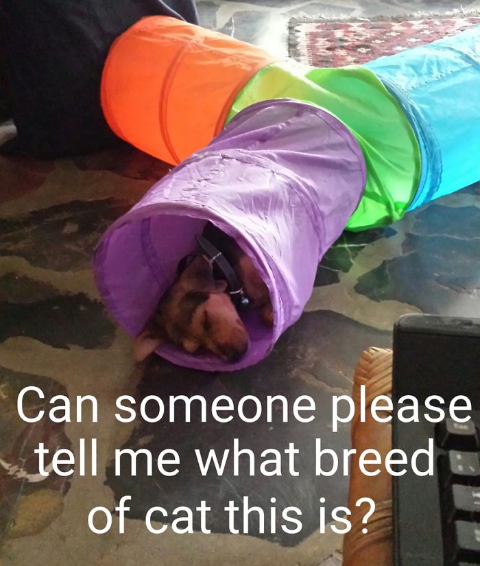 People Are Sharing Pics Of Their Cats Acting Weird (Add Yours)