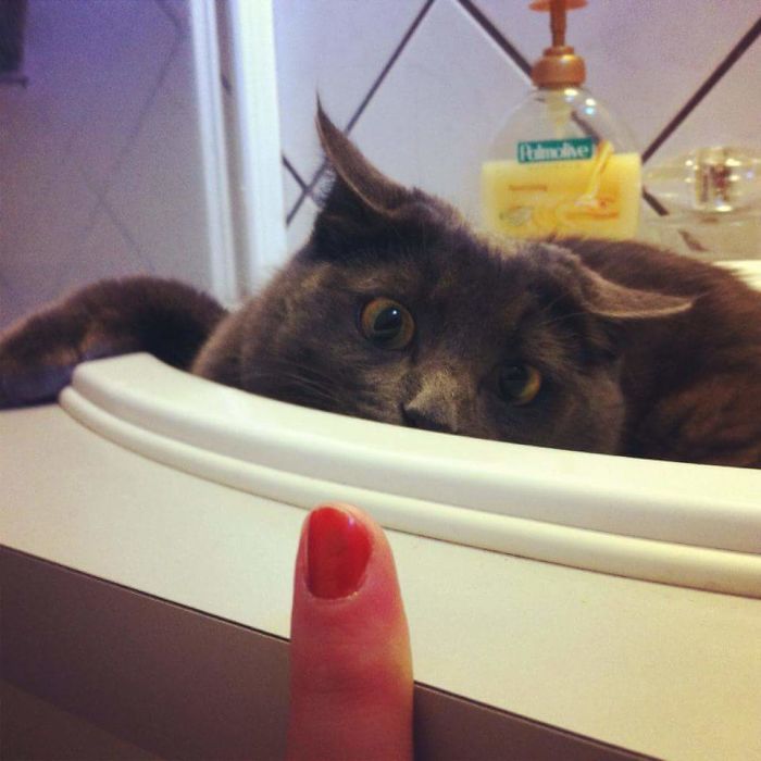 People Are Sharing Pics Of Their Cats Acting Weird (Add Yours)