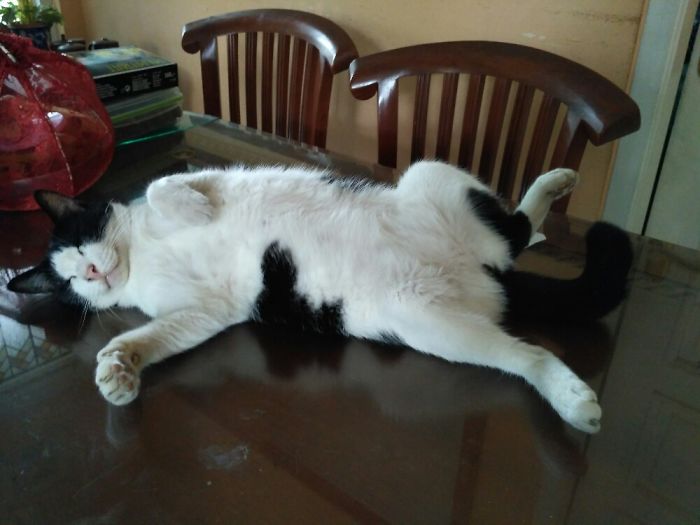 People Are Sharing Pics Of Their Cats Acting Weird (Add Yours)