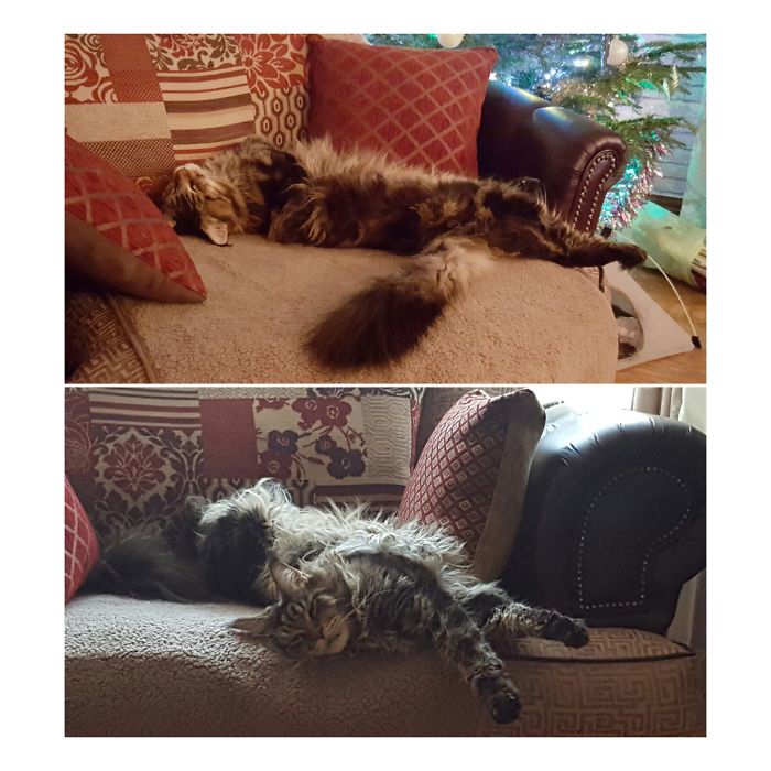 People Are Sharing Pics Of Their Cats Acting Weird (Add Yours)