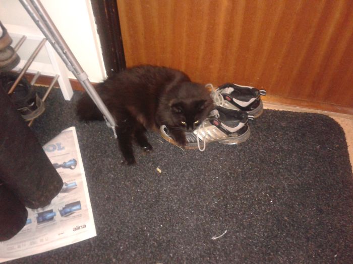 People Are Sharing Pics Of Their Cats Acting Weird (Add Yours)