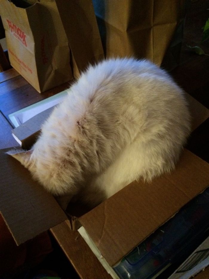 People Are Sharing Pics Of Their Cats Acting Weird (Add Yours)