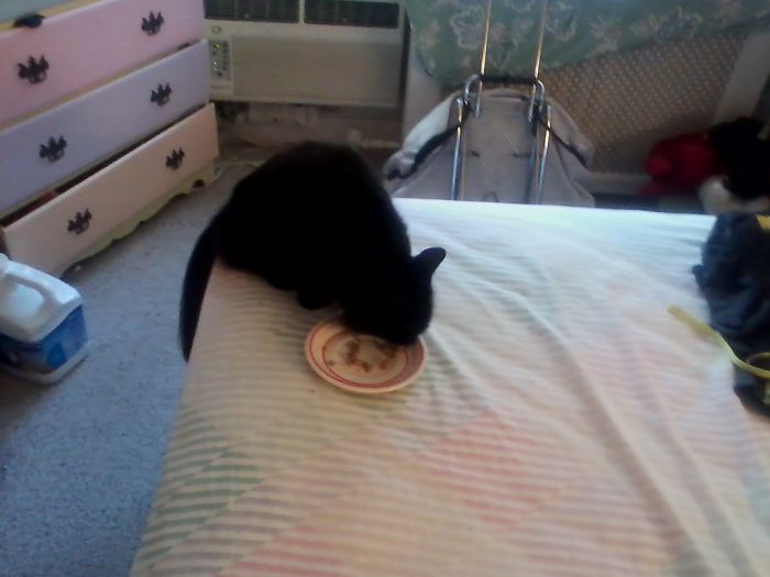 People Are Sharing Pics Of Their Cats Acting Weird (Add Yours)