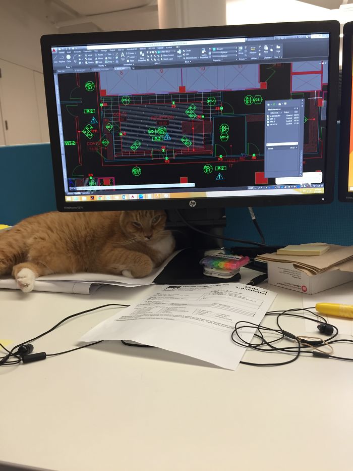 People Are Sharing Pics Of Their Cats Acting Weird (Add Yours)