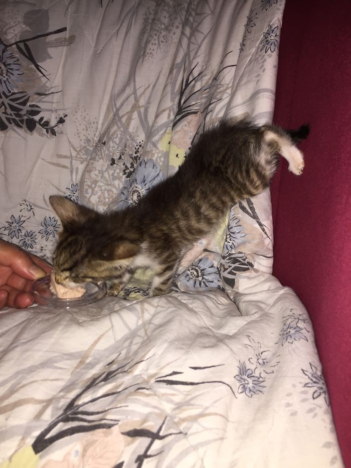 People Are Sharing Pics Of Their Cats Acting Weird (Add Yours)