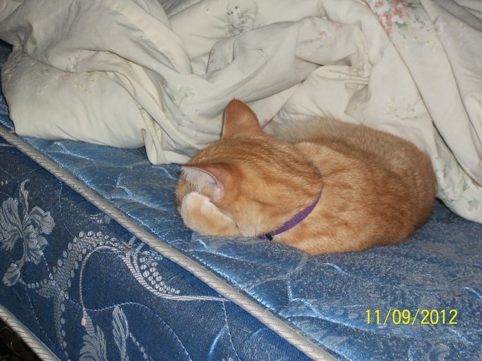 People Are Sharing Pics Of Their Cats Acting Weird (Add Yours)