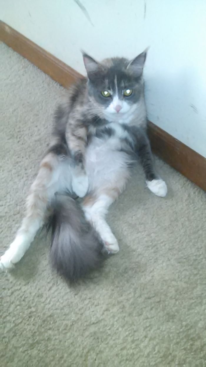 People Are Sharing Pics Of Their Cats Acting Weird (Add Yours)