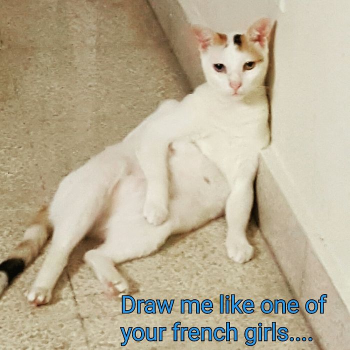 People Are Sharing Pics Of Their Cats Acting Weird (Add Yours)