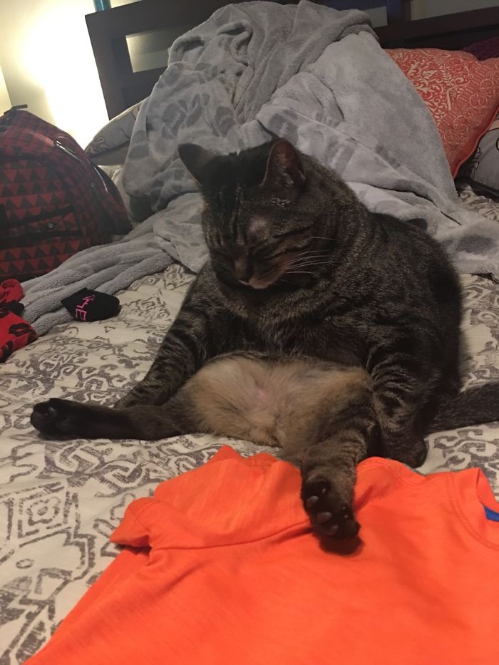 People Are Sharing Pics Of Their Cats Acting Weird (Add Yours)