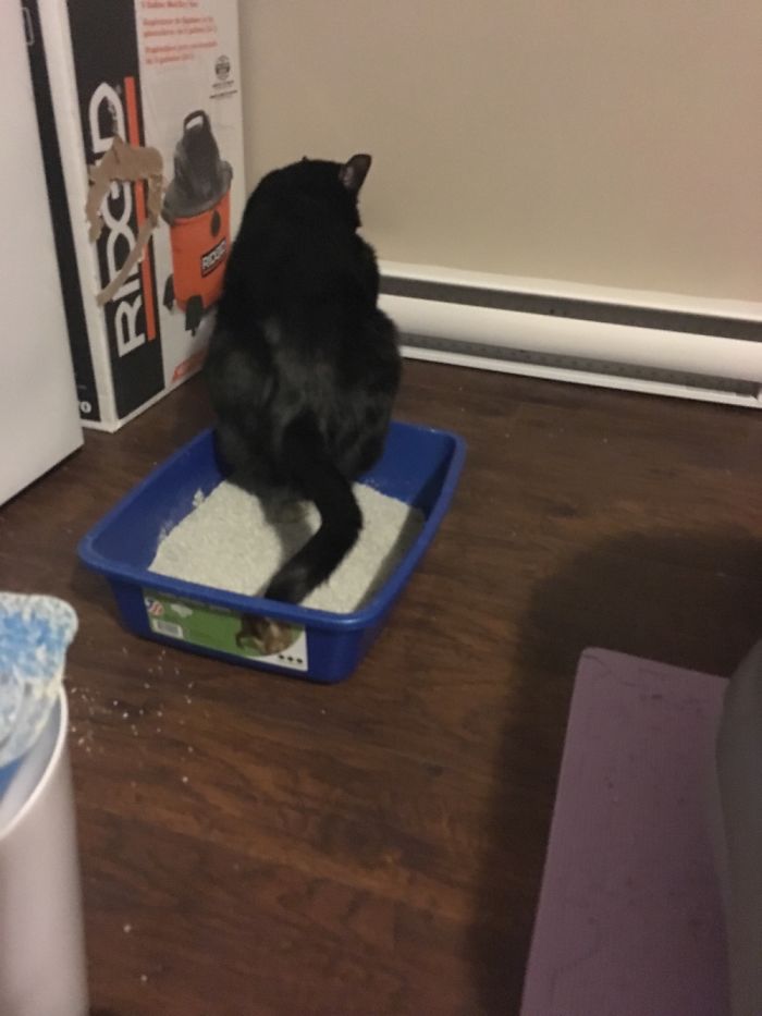 People Are Sharing Pics Of Their Cats Acting Weird (Add Yours)