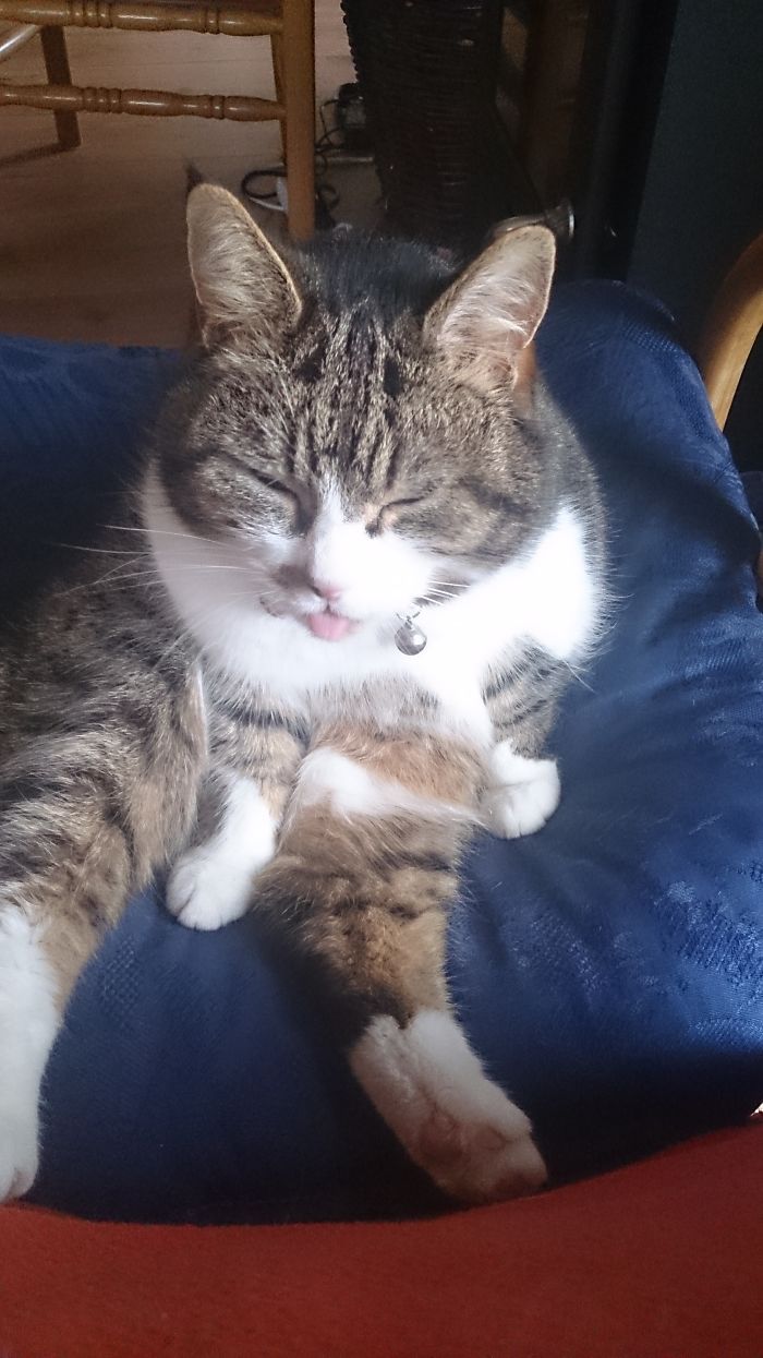 People Are Sharing Pics Of Their Cats Acting Weird (Add Yours)