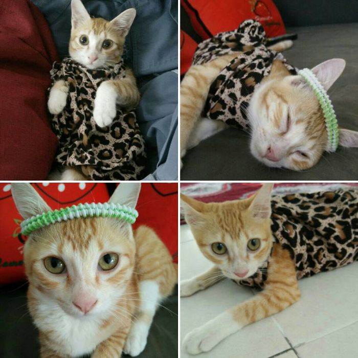 People Are Sharing Pics Of Their Cats Acting Weird (Add Yours)