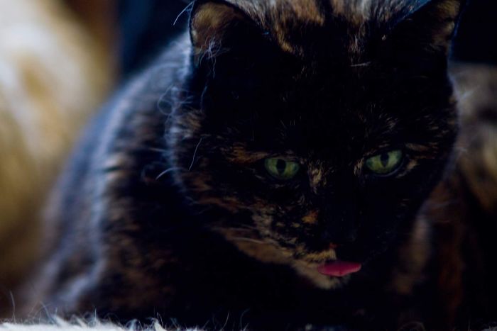 People Are Sharing Pics Of Their Cats Acting Weird (Add Yours)