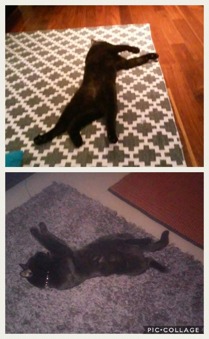 People Are Sharing Pics Of Their Cats Acting Weird (Add Yours)