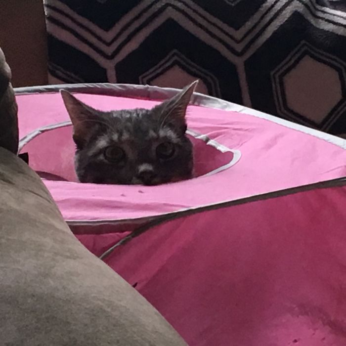 People Are Sharing Pics Of Their Cats Acting Weird (Add Yours)