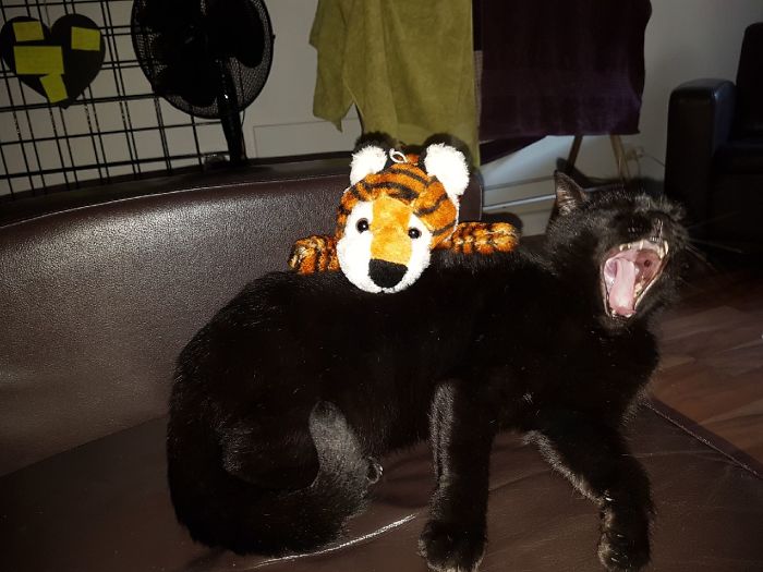 People Are Sharing Pics Of Their Cats Acting Weird (Add Yours)