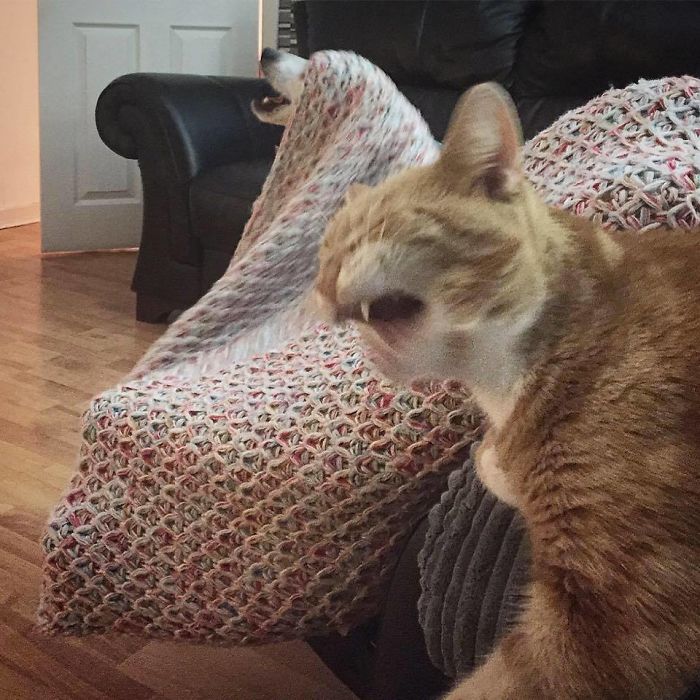 People Are Sharing Pics Of Their Cats Acting Weird (Add Yours)