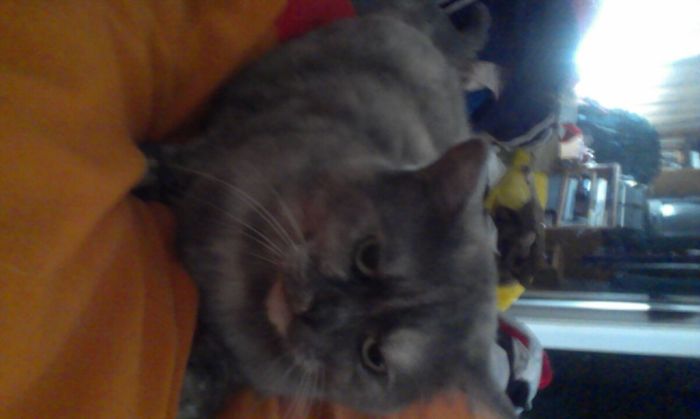 People Are Sharing Pics Of Their Cats Acting Weird (Add Yours)