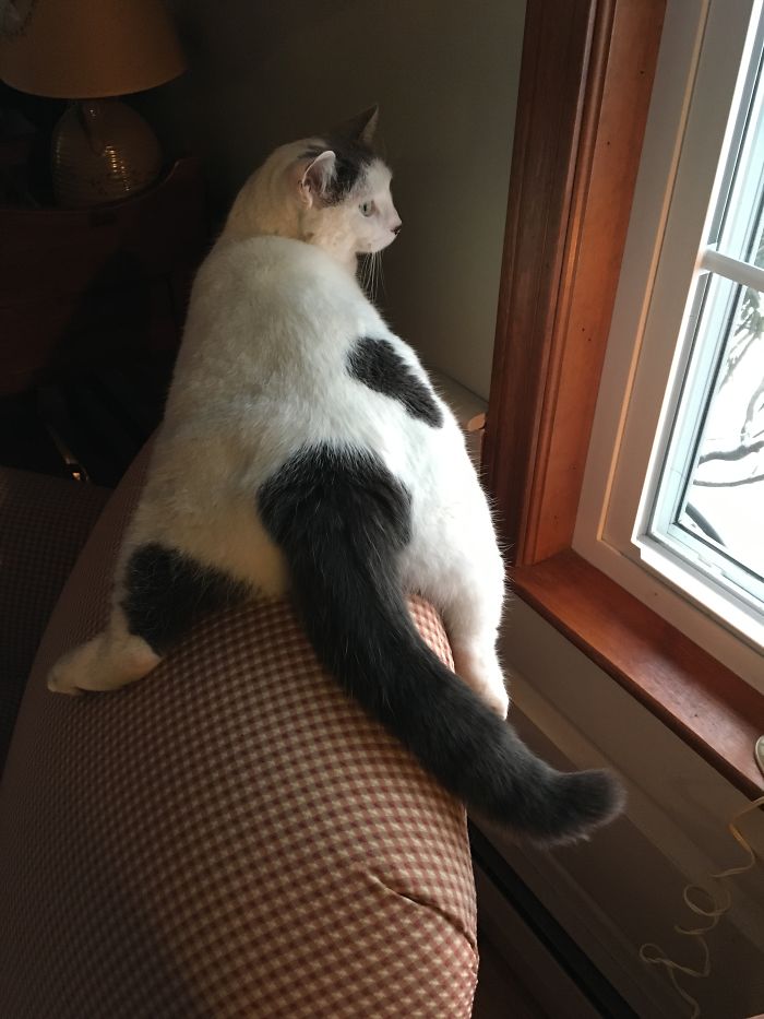 People Are Sharing Pics Of Their Cats Acting Weird (Add Yours)