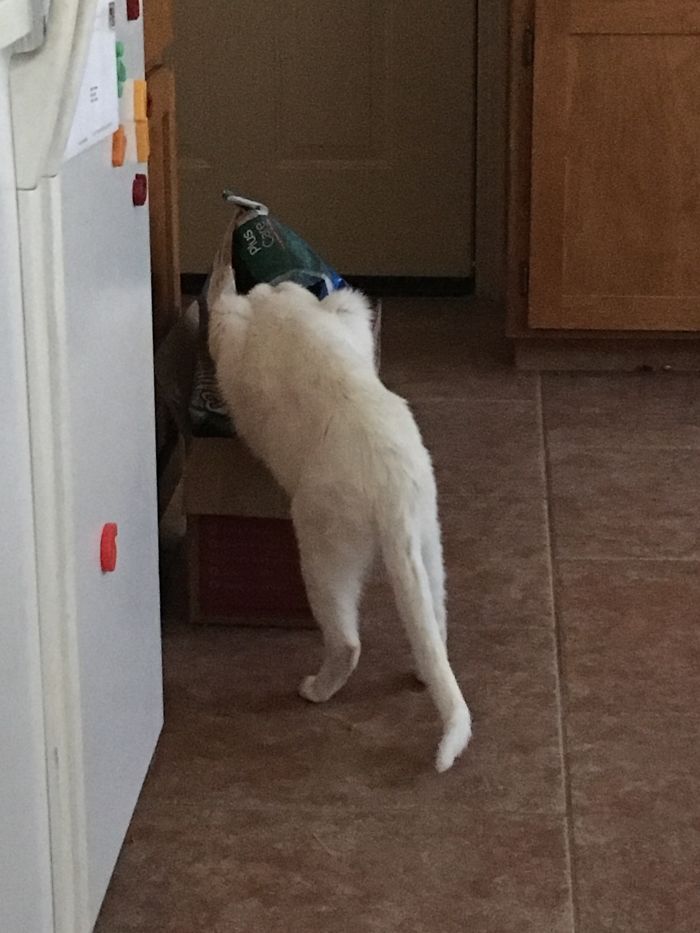 People Are Sharing Pics Of Their Cats Acting Weird (Add Yours)