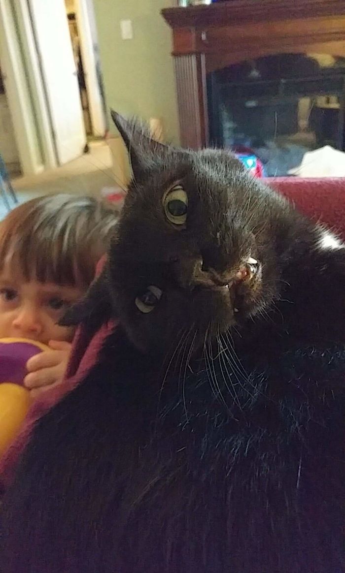 People Are Sharing Pics Of Their Cats Acting Weird (Add Yours)