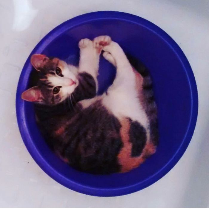 People Are Sharing Pics Of Their Cats Acting Weird (Add Yours)