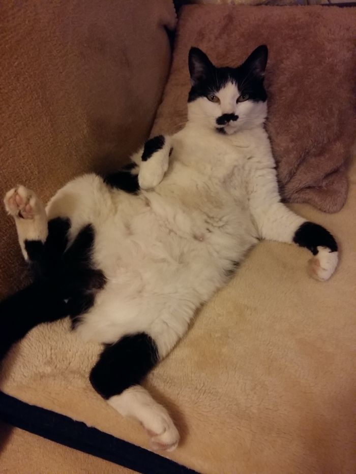 People Are Sharing Pics Of Their Cats Acting Weird (Add Yours)