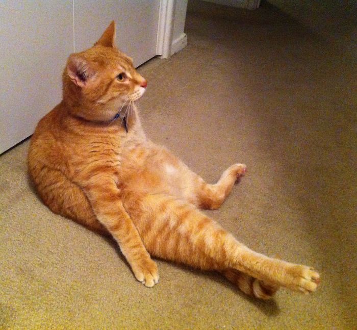 People Are Sharing Pics Of Their Cats Acting Weird (Add Yours)