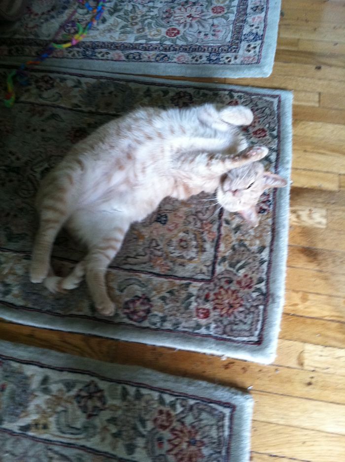 People Are Sharing Pics Of Their Cats Acting Weird (Add Yours)