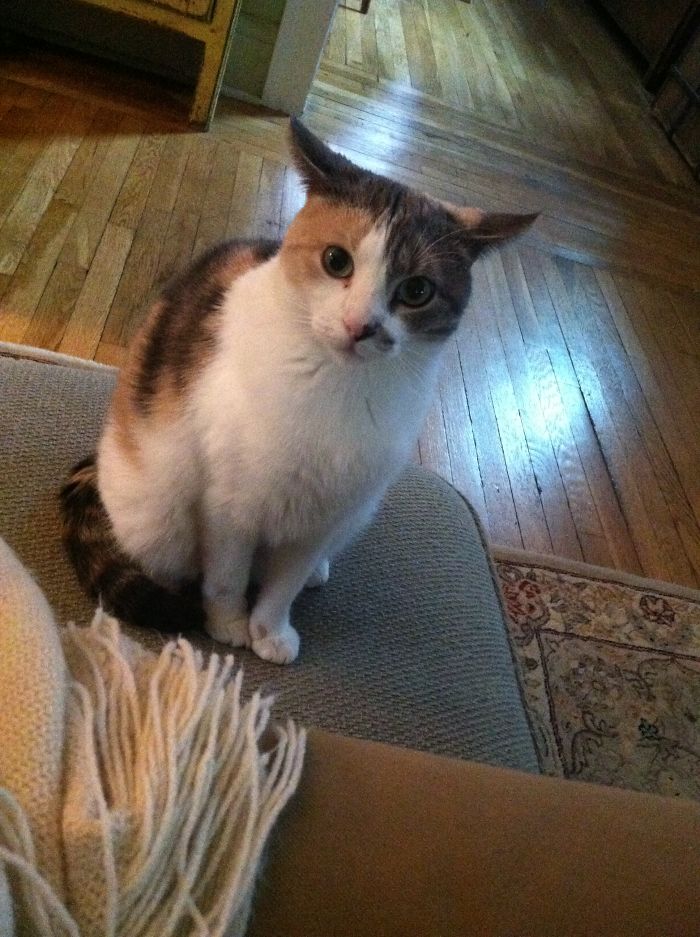 People Are Sharing Pics Of Their Cats Acting Weird (Add Yours)