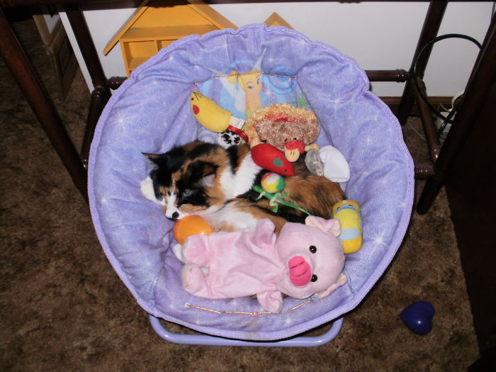 People Are Sharing Pics Of Their Cats Acting Weird (Add Yours)