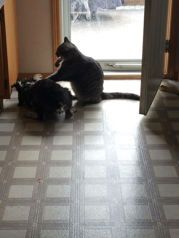 People Are Sharing Pics Of Their Cats Acting Weird (Add Yours)