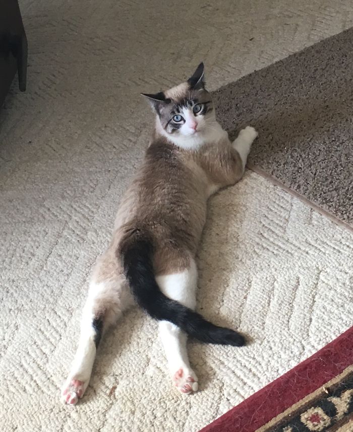 People Are Sharing Pics Of Their Cats Acting Weird (Add Yours)