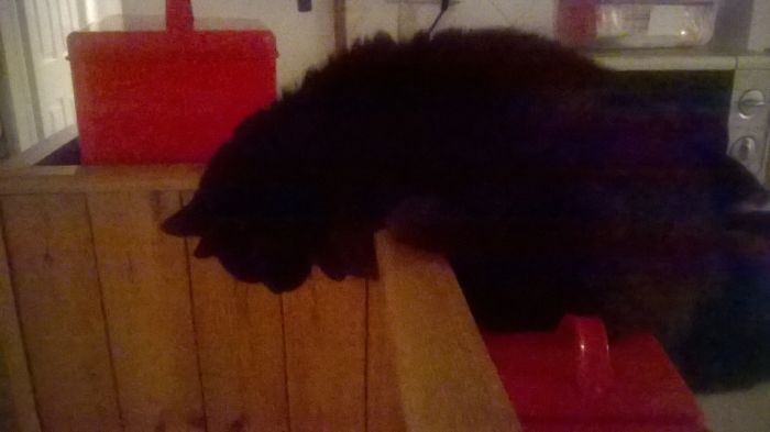 People Are Sharing Pics Of Their Cats Acting Weird (Add Yours)