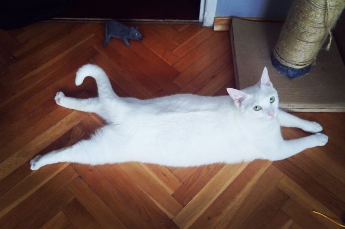 People Are Sharing Pics Of Their Cats Acting Weird (Add Yours)