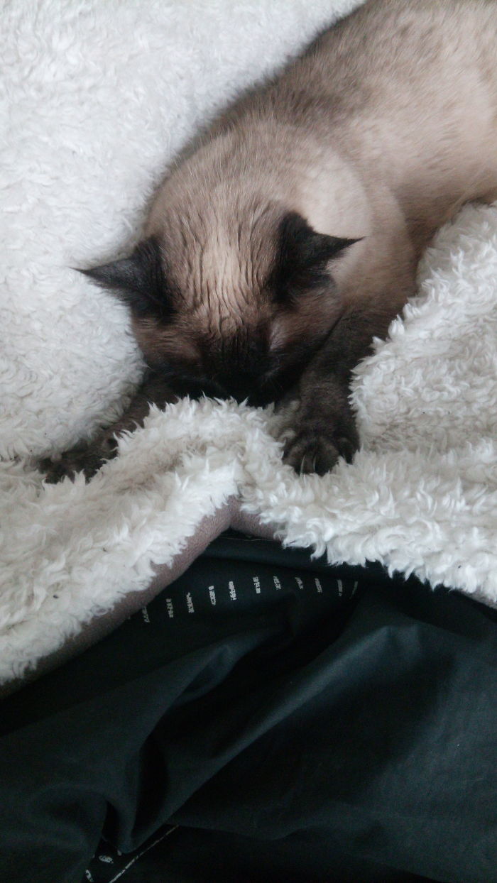 People Are Sharing Pics Of Their Cats Acting Weird (Add Yours)