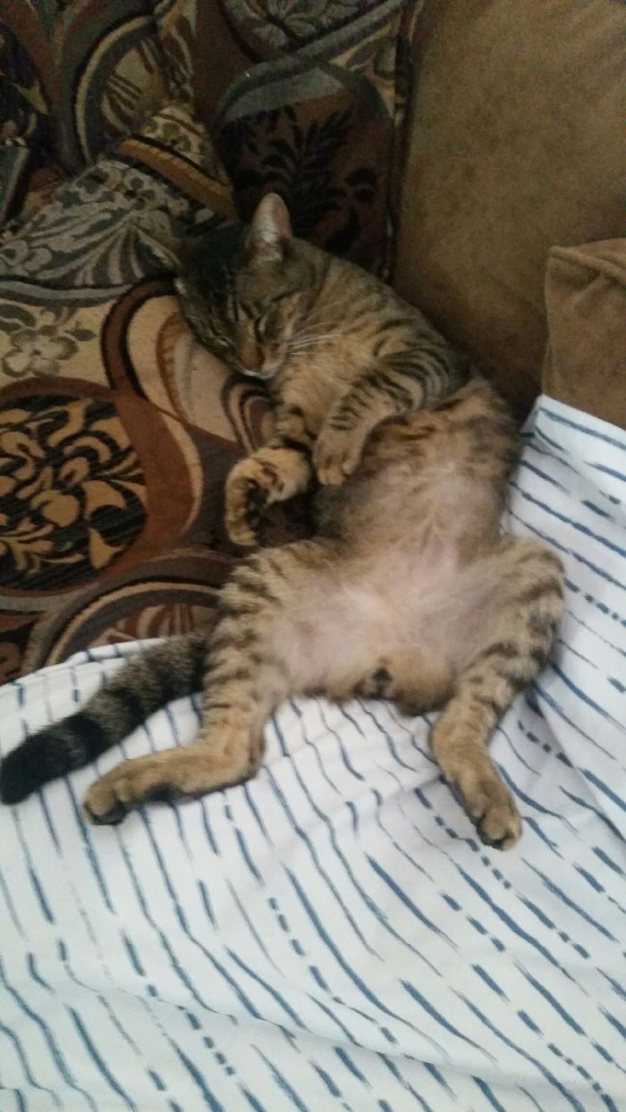 People Are Sharing Pics Of Their Cats Acting Weird (Add Yours)