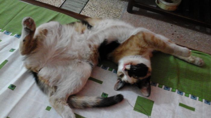 People Are Sharing Pics Of Their Cats Acting Weird (Add Yours)
