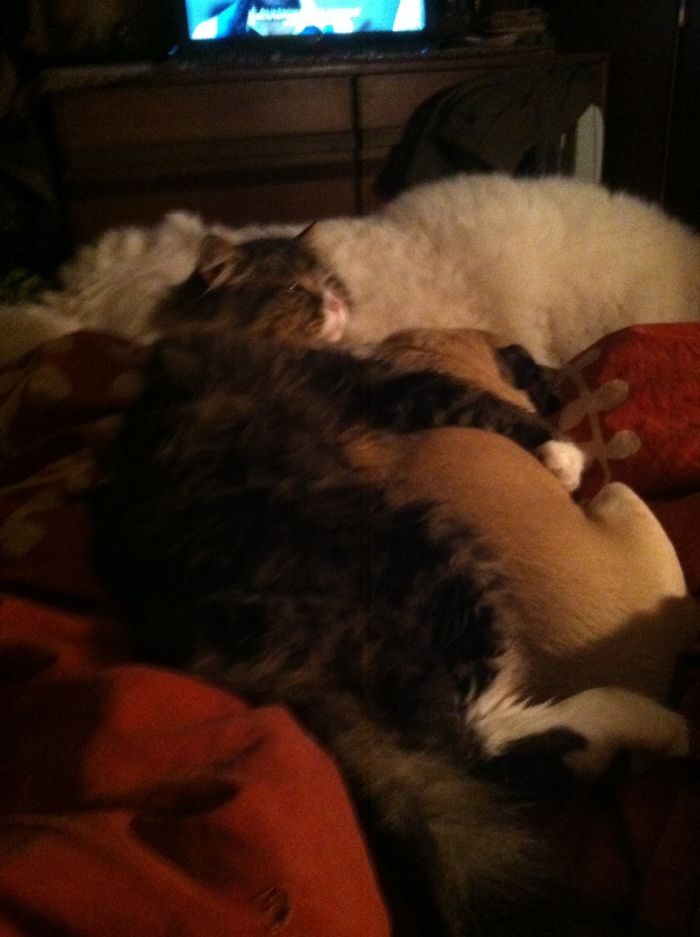 People Are Sharing Pics Of Their Cats Acting Weird (Add Yours)