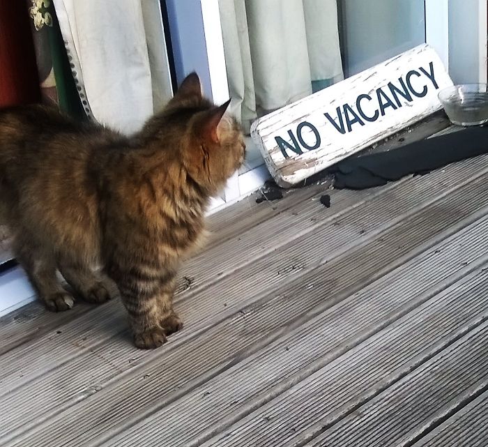 People Are Sharing Pics Of Their Cats Acting Weird (Add Yours)