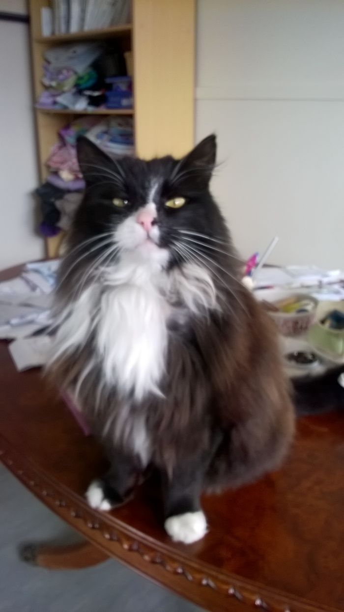 People Are Sharing Pics Of Their Cats Acting Weird (Add Yours)