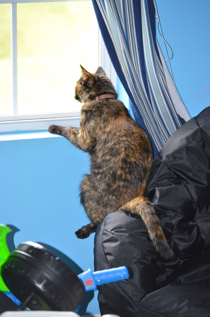 People Are Sharing Pics Of Their Cats Acting Weird (Add Yours)