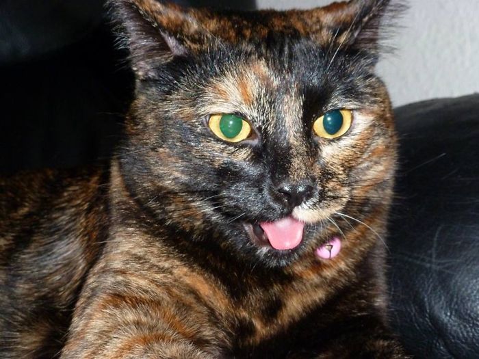 People Are Sharing Pics Of Their Cats Acting Weird (Add Yours)