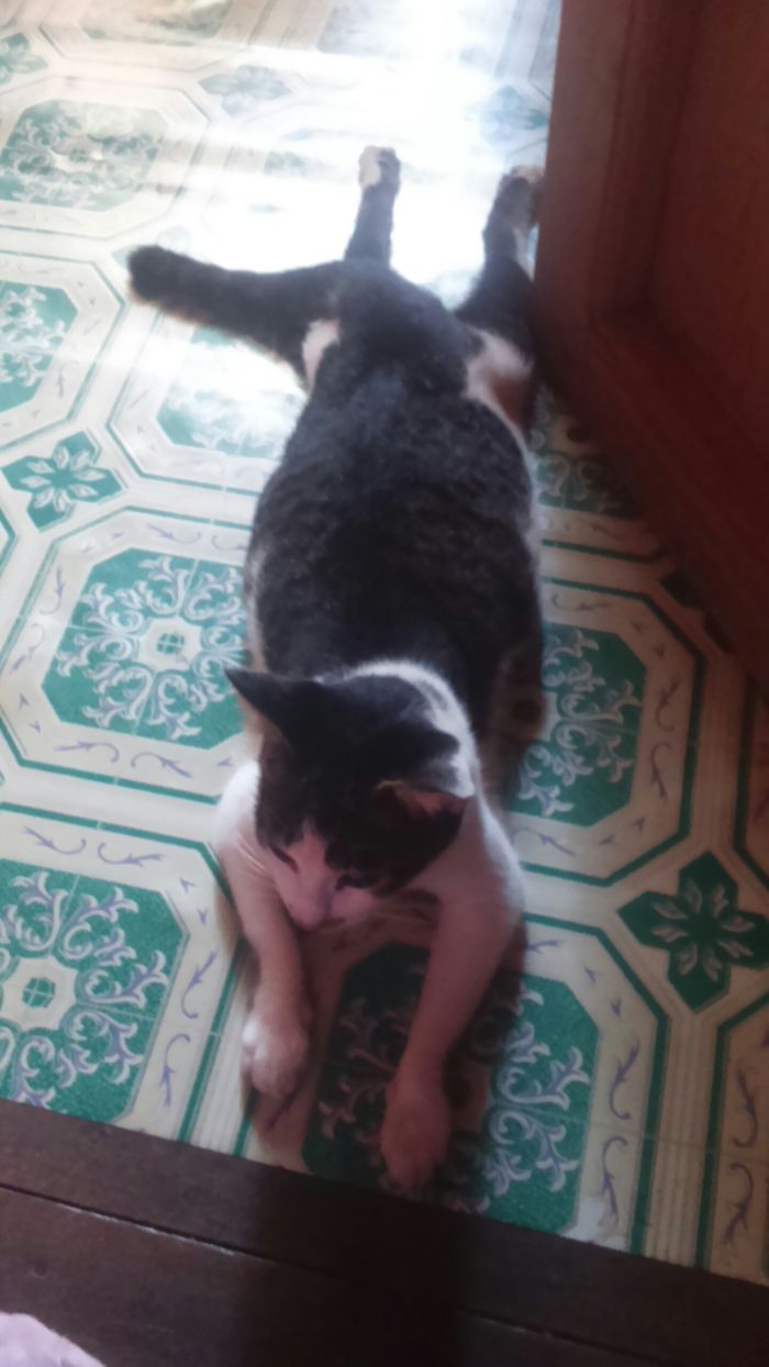 People Are Sharing Pics Of Their Cats Acting Weird (Add Yours)